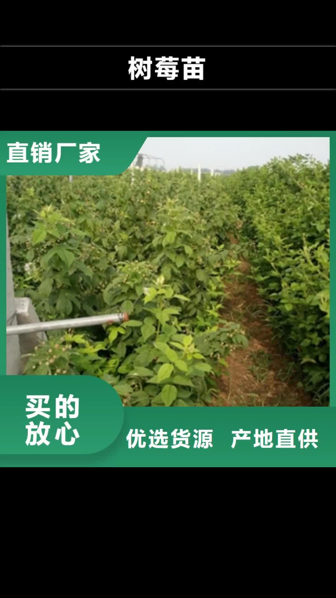 【武汉 树莓苗,钙果苗供应商】