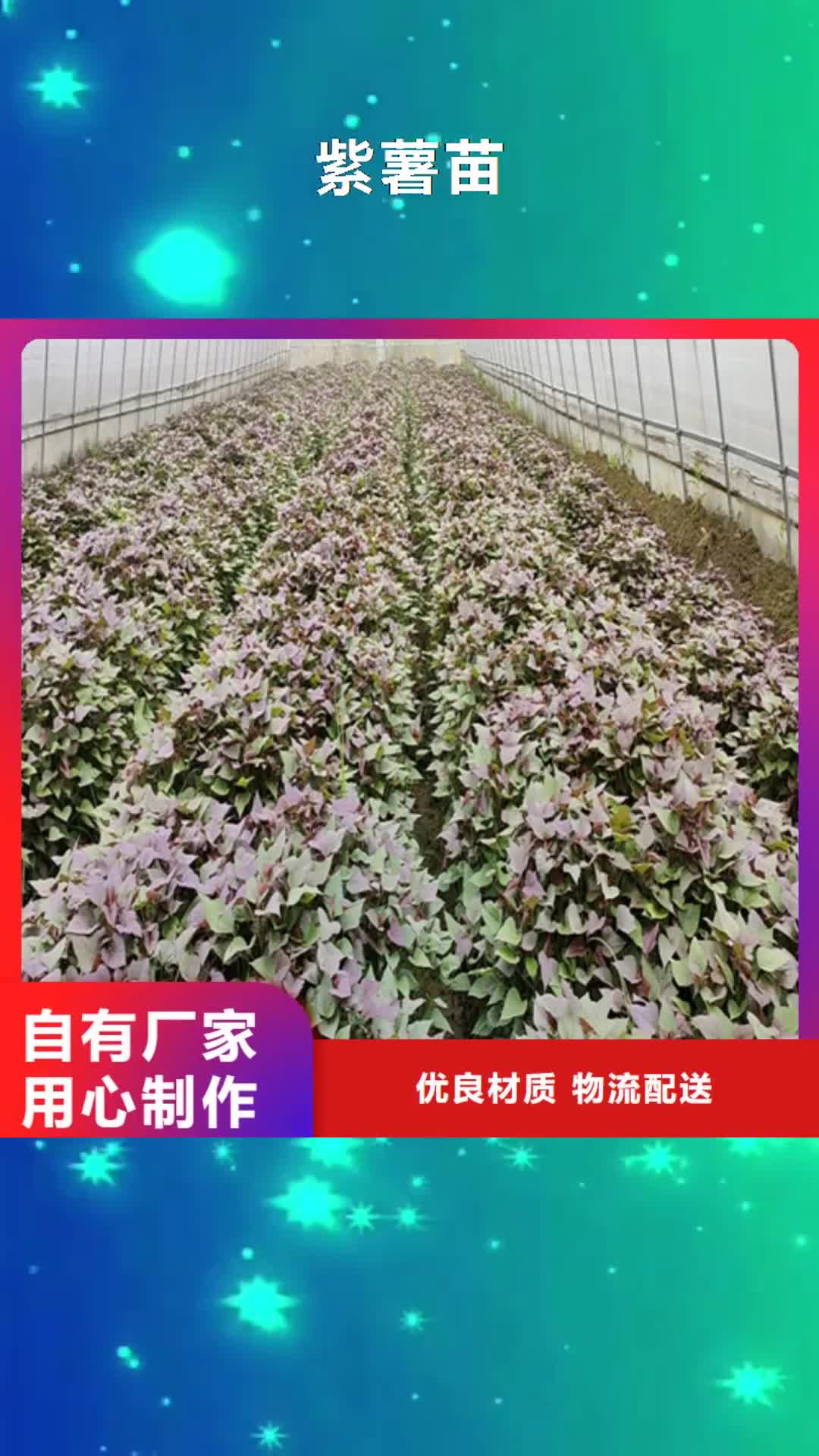 新疆【紫薯苗】,南瓜粉出厂严格质检