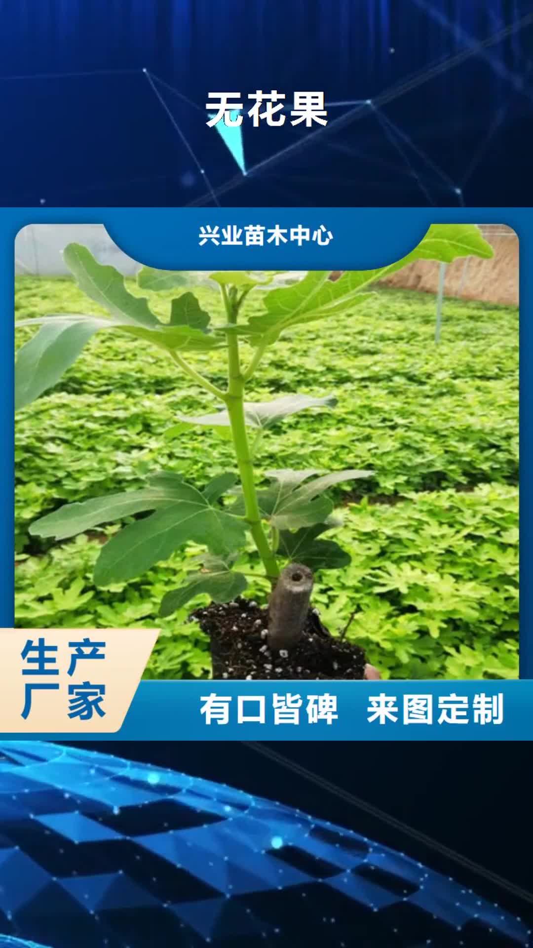 德宏 无花果 【苹果苗】货真价实