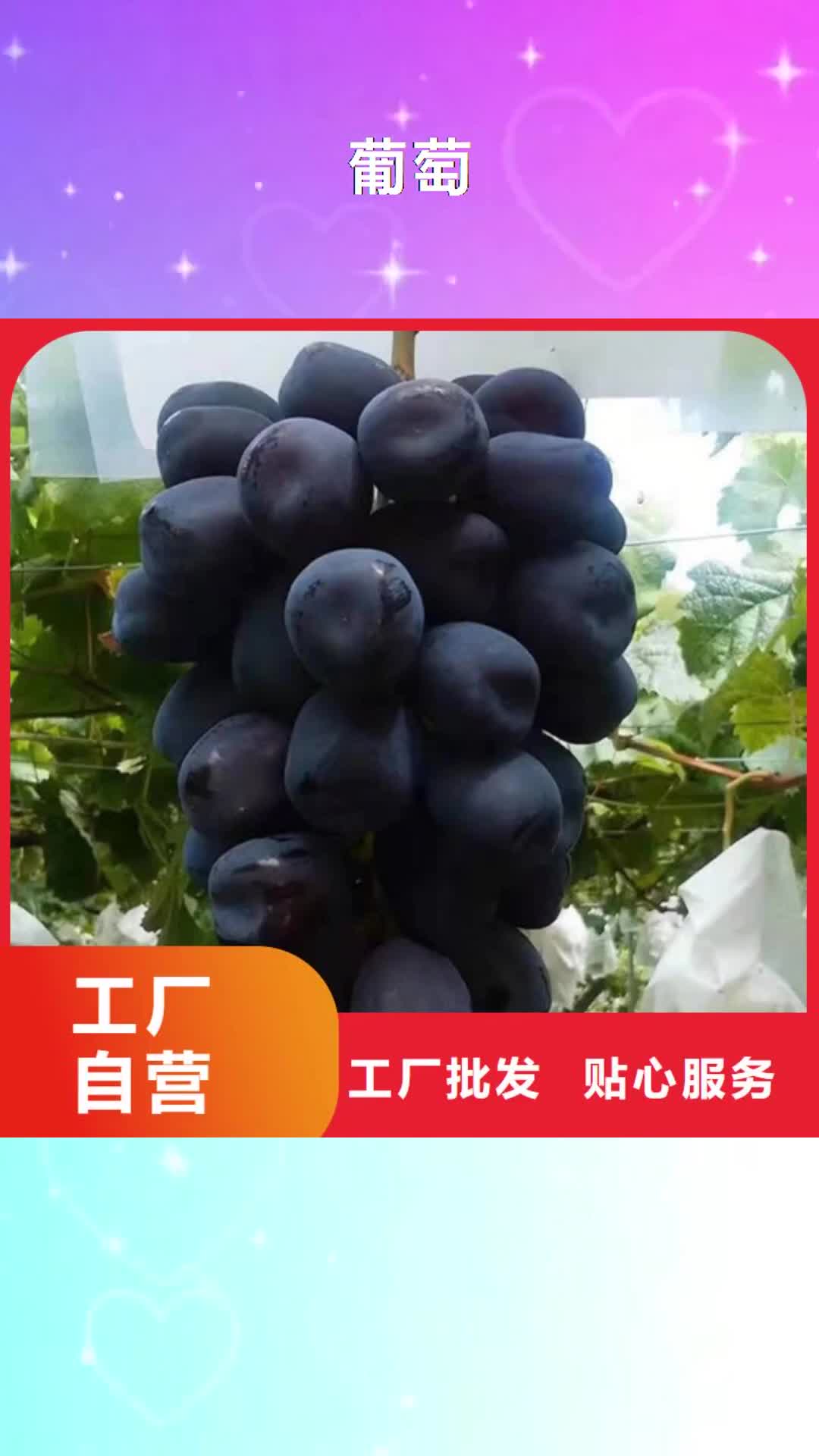 黄山【葡萄】,无花果苗现货快速采购