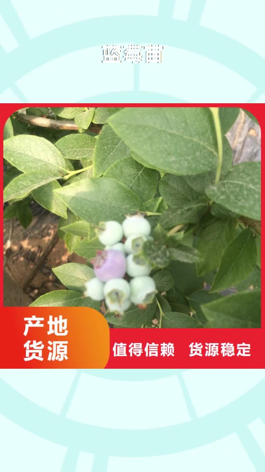 广西 蓝莓苗_【梨树苗】量大更优惠