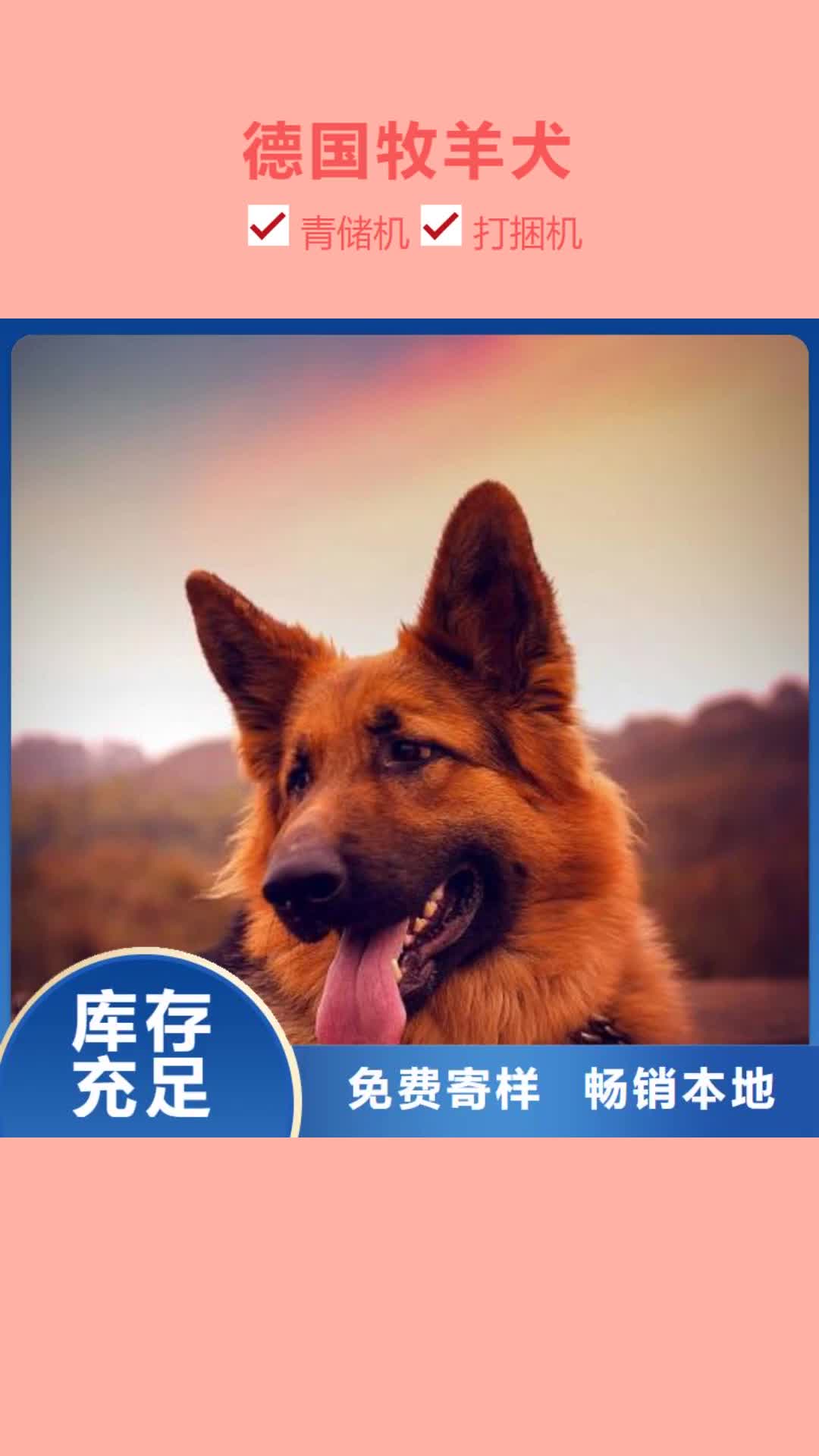 钦州【德国牧羊犬】 罗威纳犬多种工艺